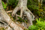 COLL2101.jpg