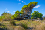 COLL2489.jpg
