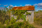 COLL2499.jpg