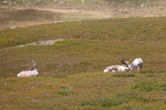 COLL4149.jpg