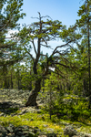 COLL4218.jpg