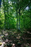 COLL4281.jpg