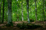 COLL4285.jpg