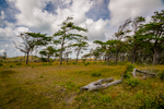 COLL4296.jpg